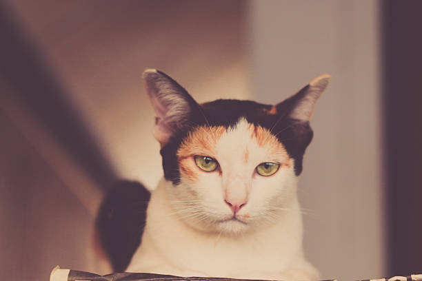 istock Vintage cat in my home 497100789