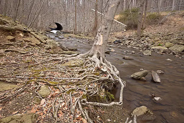 Photo of Cunningham Forest Stream - HDR