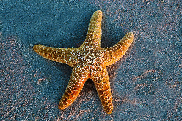 Starfish stock photo