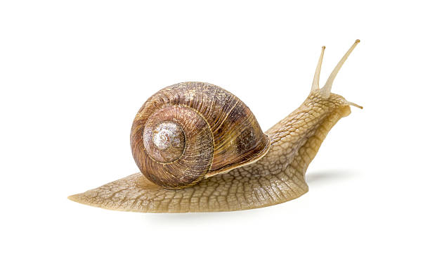 istock Burgundy snail on a white background 497101678