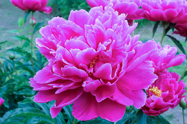 istock terry red and purple peony 497101698