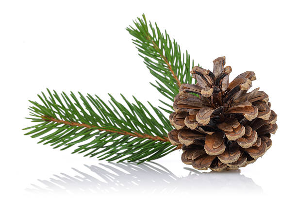 ель ивовые ветки и конусообразными - pine cone стоковые фото и изображения