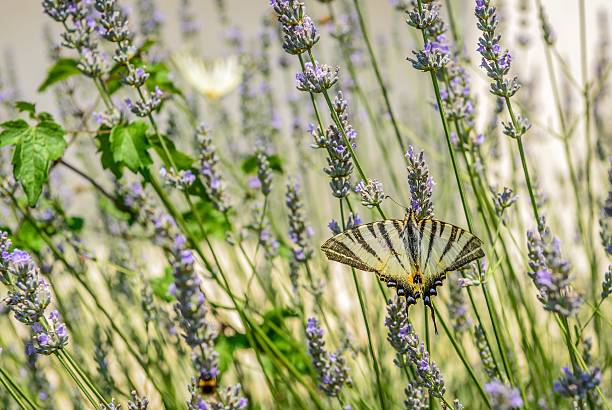 Lavanda meadow com borboleta - foto de acervo