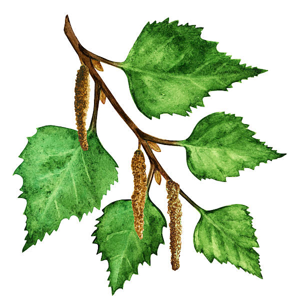 워터컬러 자작나무 지사 녹색 나뭇잎, catkins - aments stock illustrations