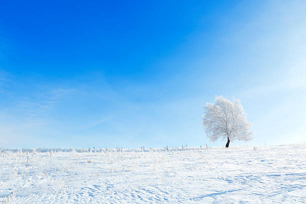 istock Winter landscape with lonely tree and snow field 497102380