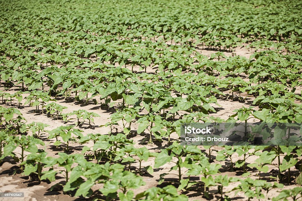 Champ de tournesol - Photo de Agriculture libre de droits