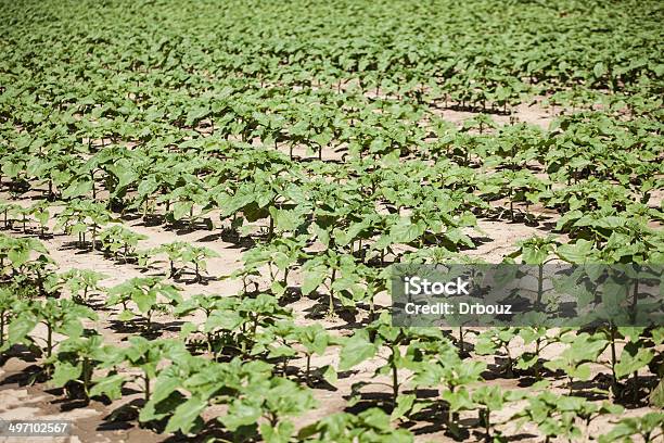 Photo libre de droit de Champ De Tournesol banque d'images et plus d'images libres de droit de Agriculture - Agriculture, Champ, Commencement