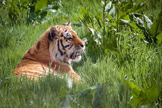 istock Tiger at rest in the grasses 497102627
