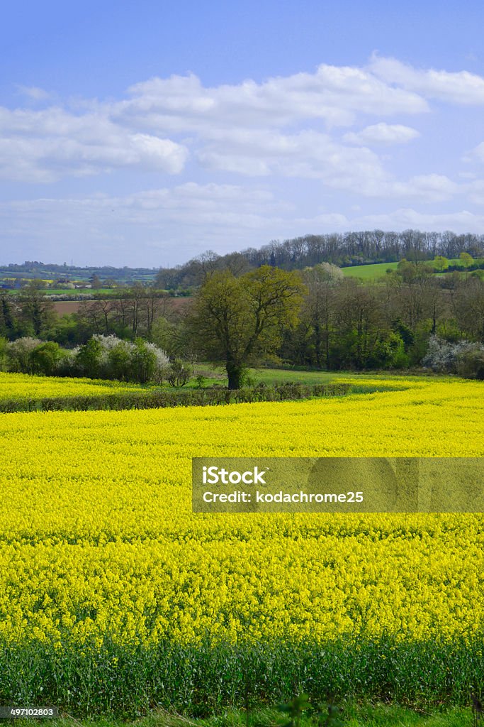 campo - Foto de stock de Agricultura libre de derechos