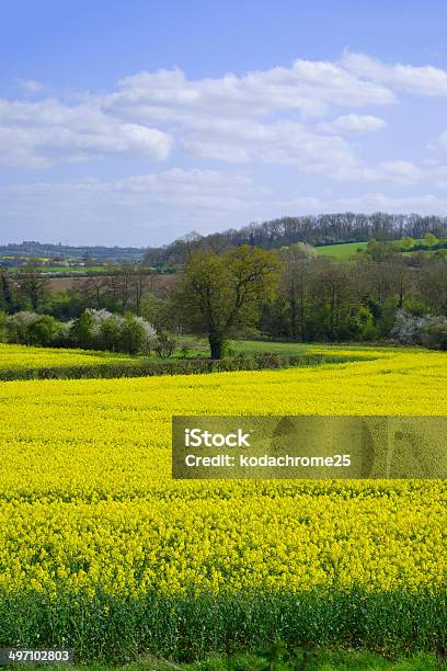 Campo Foto de stock y más banco de imágenes de Agricultura - Agricultura, Aire libre, Amarillo - Color