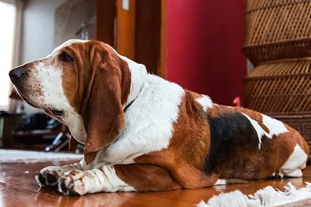 Bassethound Dog