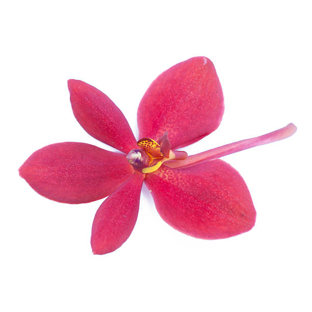 istock beautiful red orchid isolated on white 497103247