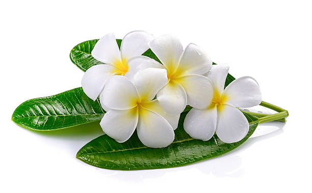 istock frangipani flower isolated white background 497103792