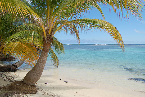 istock Palm Tree Hangs over Aqua Water Shoreline in Belize 497104408