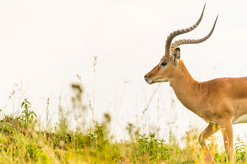 Impala in Lake Nakuru National Park