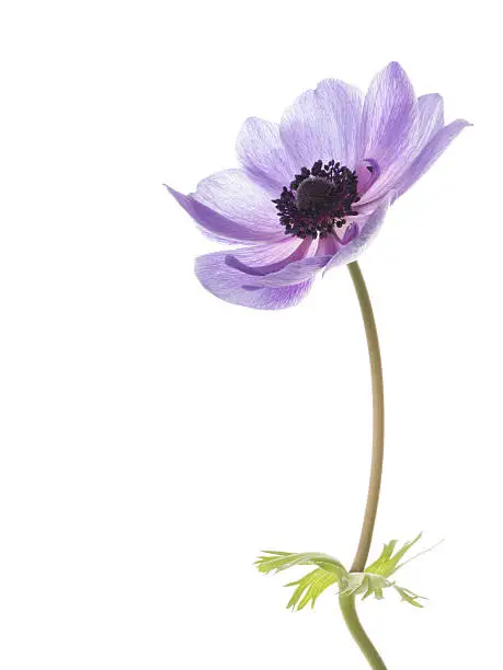 beautiful flower gentle purple anemone with a dark center and lots of stamens on a white background isolated