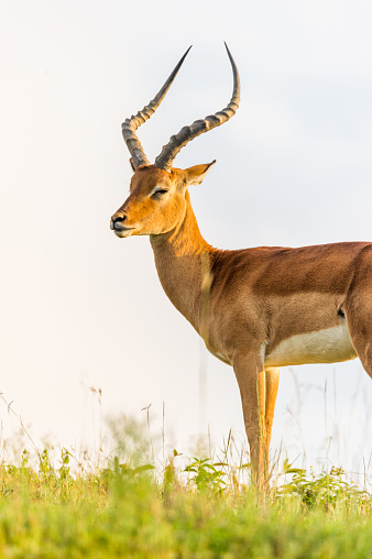 Portrait of an Impala In Nakuru