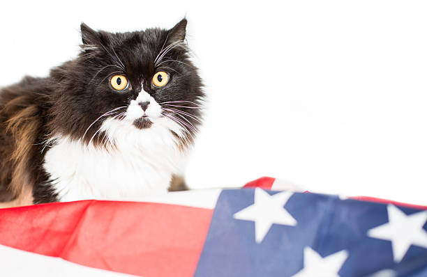 istock Cat with flag of united state 497110223