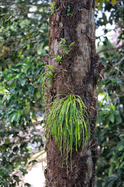 istock Epiphyte growth on tree near Kuranda 497110665