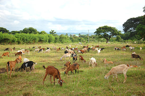 istock Goats grazing photo 497110825