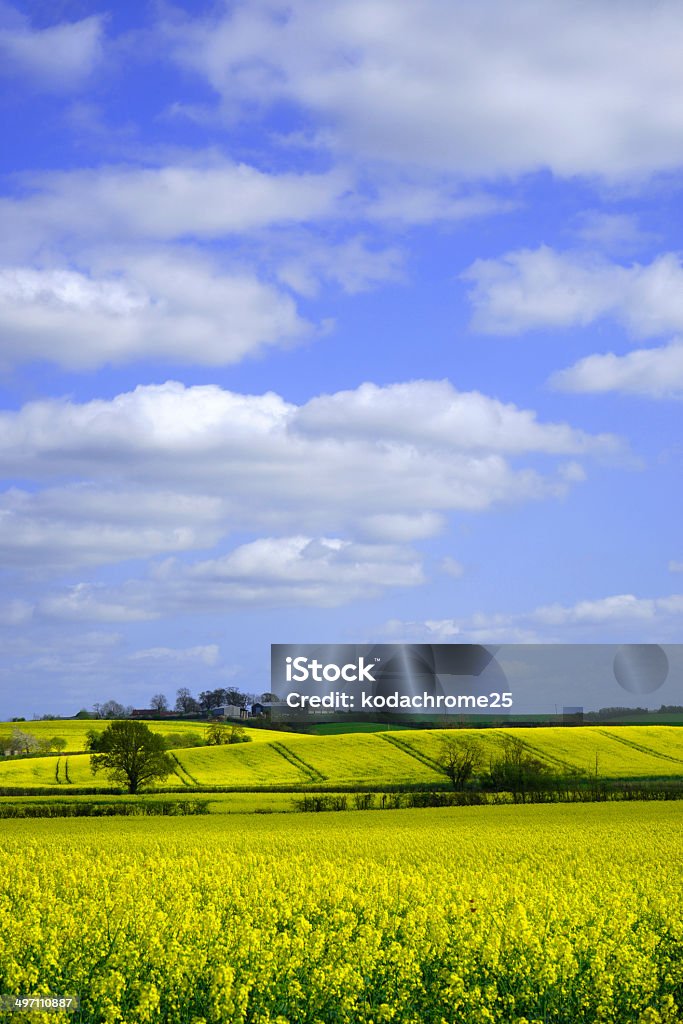Feld - Lizenzfrei Agrarbetrieb Stock-Foto