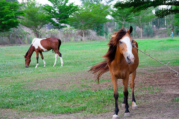 istock horse in graden 497111035
