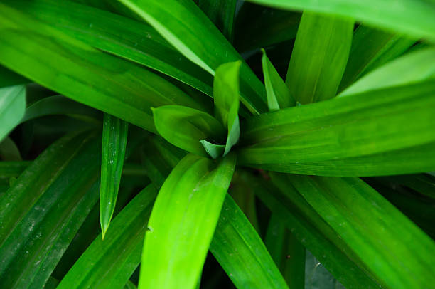 istock The scent of pandanus leaves 497111981