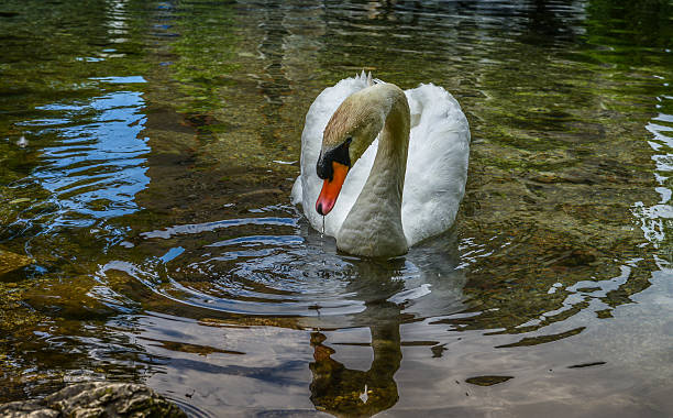 Natação Swan no lago - foto de acervo