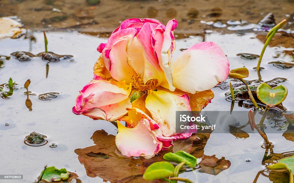 Jaune et rose rouge dans la boue - Photo de Amour libre de droits