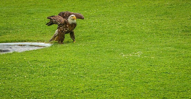 Falcon à atterrir dans le bassin d'eau - Photo