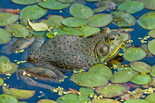 The American bullfrog (Lithobates catesbeianus or Rana catesbeiana) is an amphibious member of the family Ranidae. The bullfrog is native to southern and eastern parts of the United States and Canada, but has been widely introduced across other parts of North, Central and South America, Western Europe, and parts of Asia, and in some areas is regarded as an invasive species. This large frog was found resting among lily pads at the Nisqually National Wildlife Refuge near Olympia, Washington State, USA.