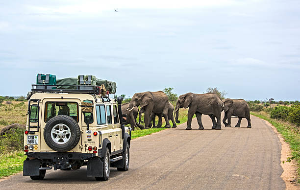 auf safari in afrika - kruger national park national park southern africa africa stock-fotos und bilder