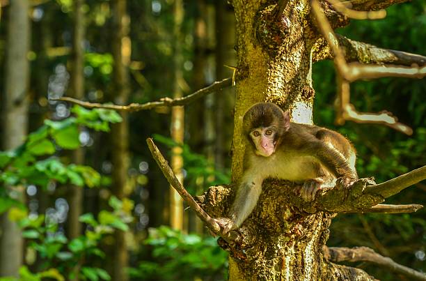 Monkey, Makaken auf die tree – Foto