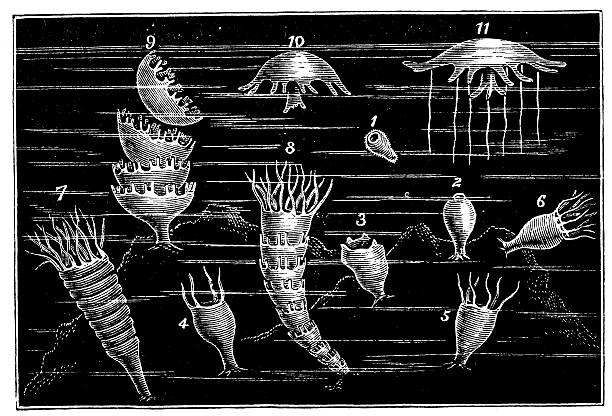 illustrations, cliparts, dessins animés et icônes de ancienne illustration de méduse vie - jellyfish cnidarian illustration and painting engraved image