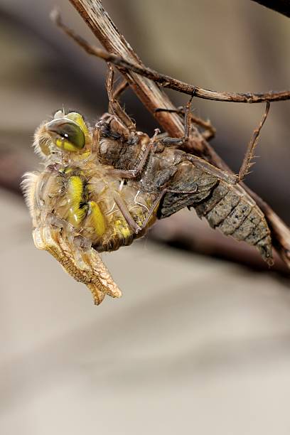 istock Libellula quadrimaculata, metamorphosis 497114619