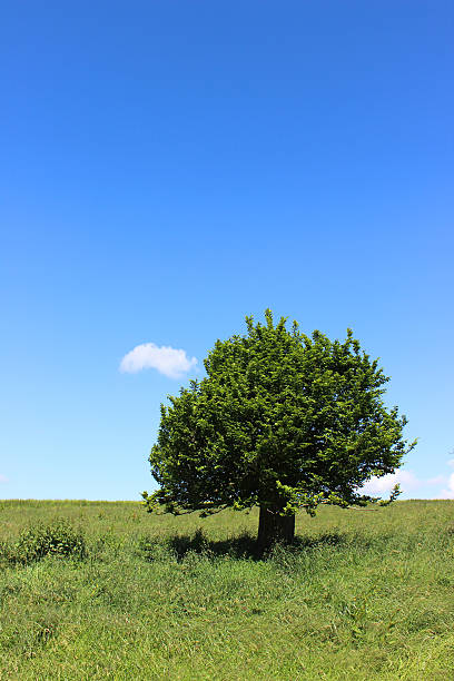 istock Single hornbeam tree (carpinus) in green field, blue sky, clouds 497114799