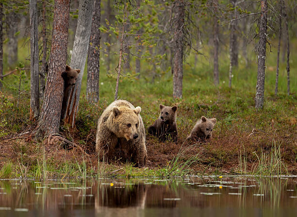 istock Brown bear cubs playing with mum, Finland 497116019
