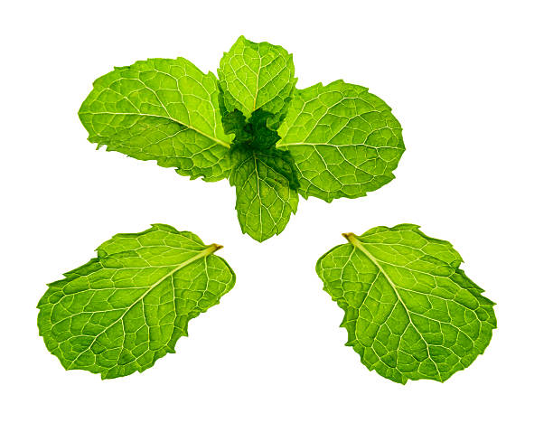 istock Green mint leaves isolated on a white background. 497116421