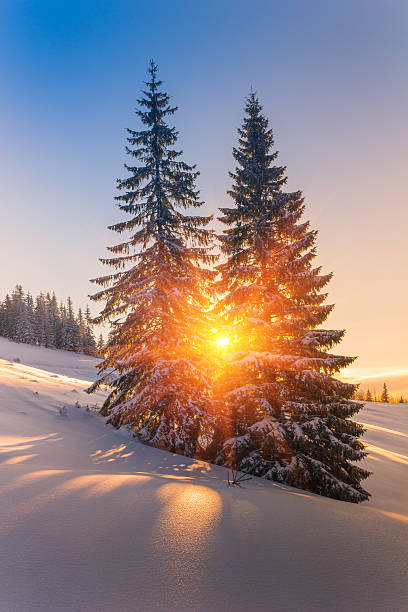 istock View of snow-covered conifer trees at sunrise. 497117486