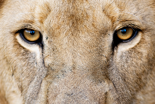 Closeup of Male Lion Eyes