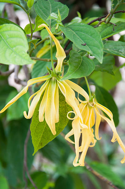 istock Dwarf Ylang-Ylang flower bloom in garden 497117667