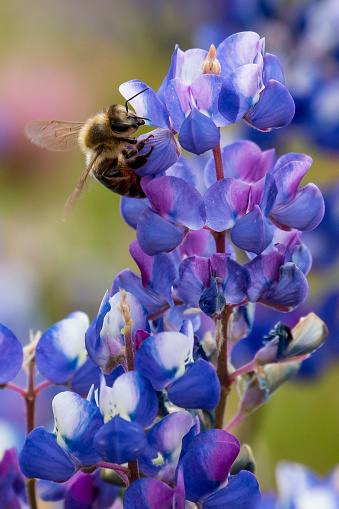 Bumble Bee on Blue Bonet flower