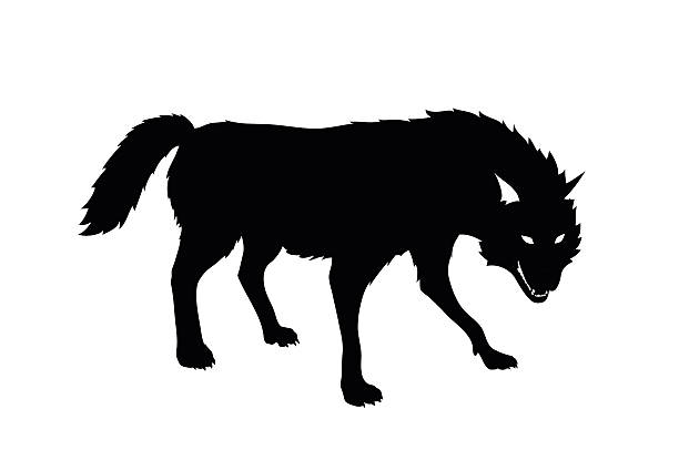 wolf This is a vector illustration of wolf wolf snout pictures stock illustrations