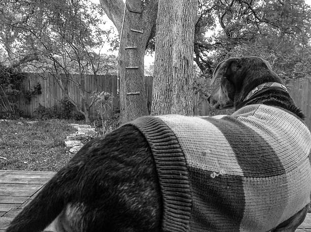 istock black and white Dog wearing a Sweater in Winter 497119484