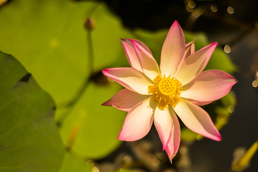 Horizontal, close up shot of a lotus flower in full bloom, a pond. This was shot in Vietnam where water plants thrive and are an important part of the culture. 