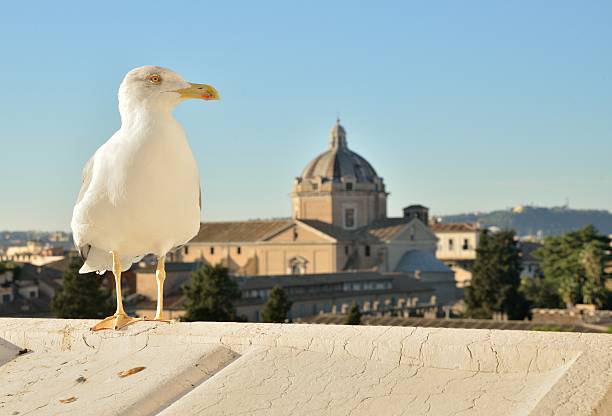 Seagull in Roman view stock photo