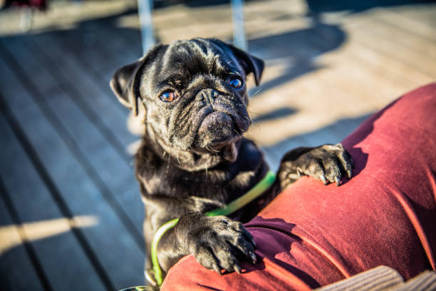 My Pug Marley on the Ponte Vecchio in Florence