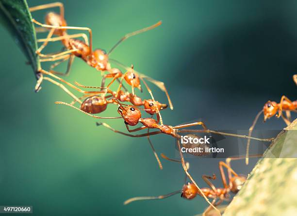 Ant Bridge Unity Stock Photo - Download Image Now - Ant, Nature, Teamwork