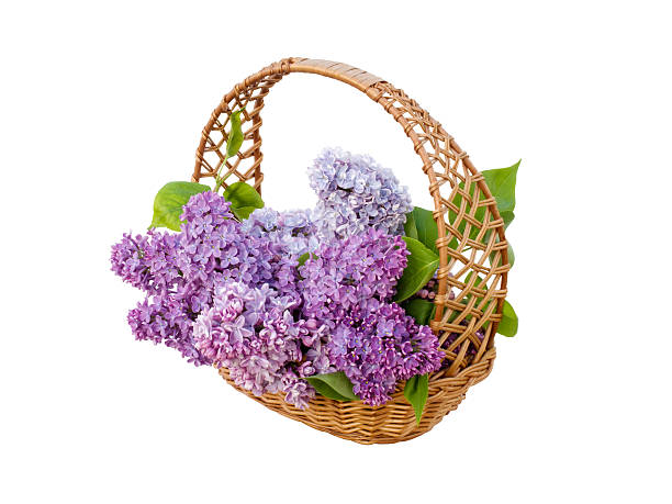 istock beautiful lilac flowers in basket 497120838
