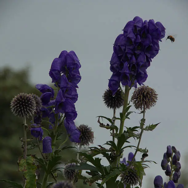 this image shows a clump of globe-thistle or echinops ritro, some in full flower, others turning to seed, surmounted by a pair of monkshood or aconitum stems topped with clusters of purple flowers. A bee approaches the monkshood flowers in the top right third of the composition, all against a blue/grey sky